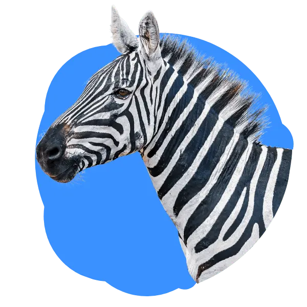 Zebra CTA Image